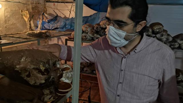 Üniversiteden destek aldı, "Ölümsüzlük mantarı” üretiyor