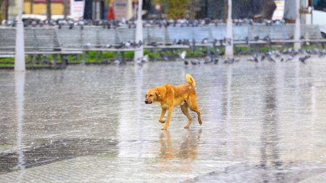 Sakarya ve Boluda sağanak etkili oluyor