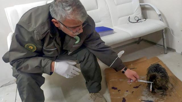 Iğdırda bitkin halde bulunan su maymunu yavrusu tedavi edildi