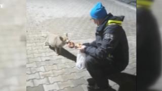 Tilki ile dost oldular, 3 yıldır besliyorlar