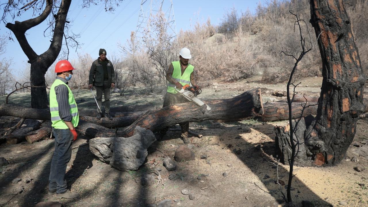 Geçen ekimde İskenderun`da çıkan orman yangınlarında zarar gören ağaçlar, Adana ve Mersin`den gelen işçilerin elinde ekonomiye kazandırılıyor.