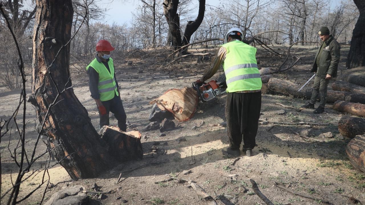 Sabahın erken saatlerinde adeta küle dönen ormanlara giren, aralarında kadınların da bulunduğu işçiler, İskenderun Orman İşletme Müdürlüğü tarafından damgalanan ağaçları motorlu testereyle kesiyor.