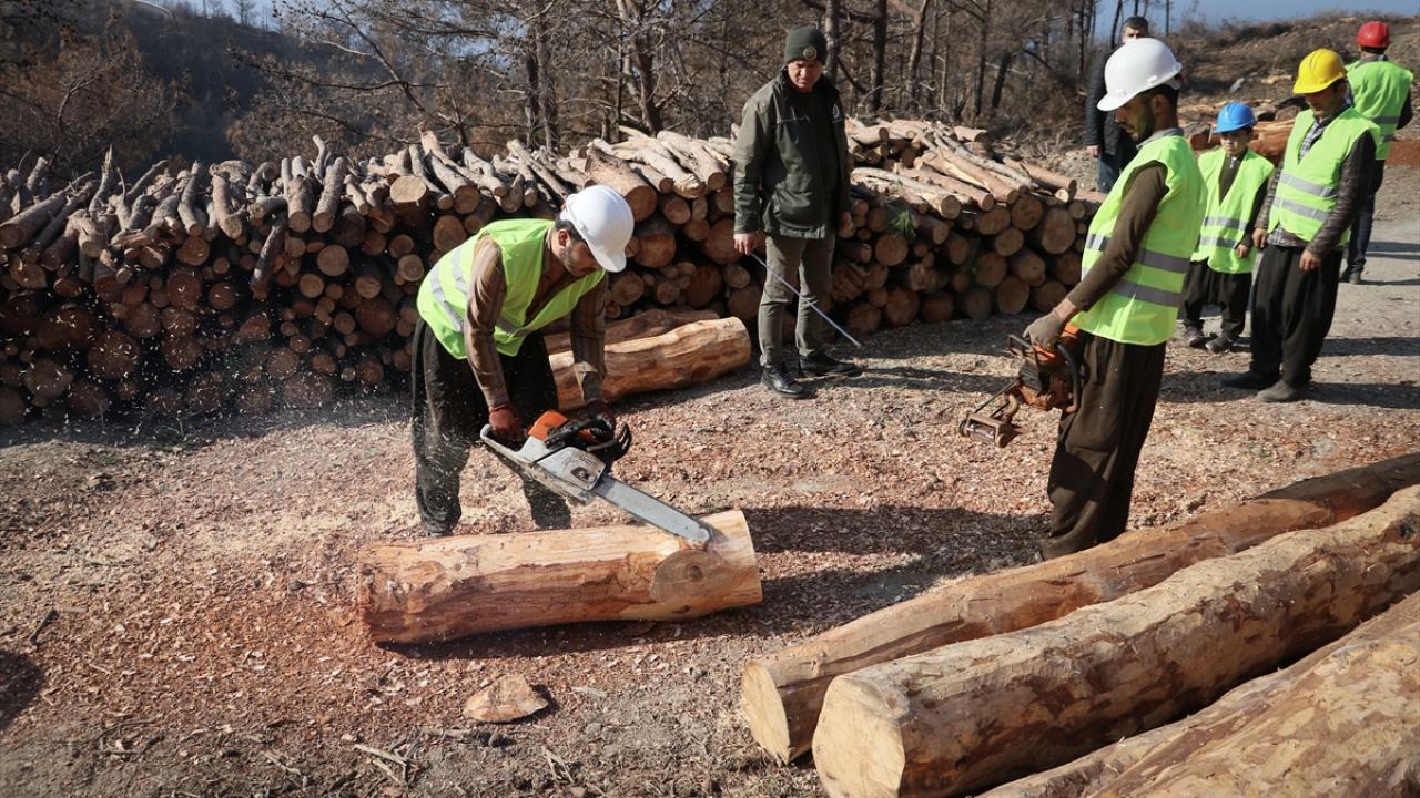 Yanan ağaçları devirdikten sonra belirlenen ölçülerde parçalara bölen işçiler, boylama, kesme ve soyma işlemlerinin ardından traktörlere yükleyerek istiflendiği alanlara taşıyor.