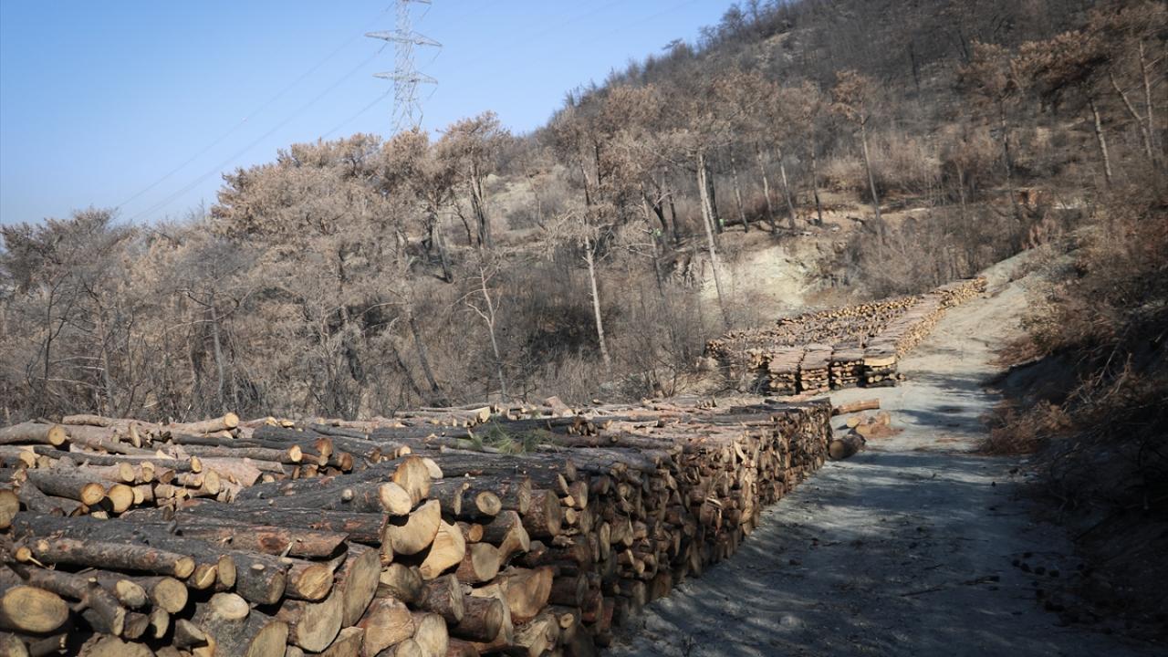 Ağaçları yeniden ülke ekonomisine kazandıran tahtacılar, bölgede yaptıkları temizleme çalışmalarıyla da alanın yeniden ağaçlandırılmasına zemin hazırlıyor.