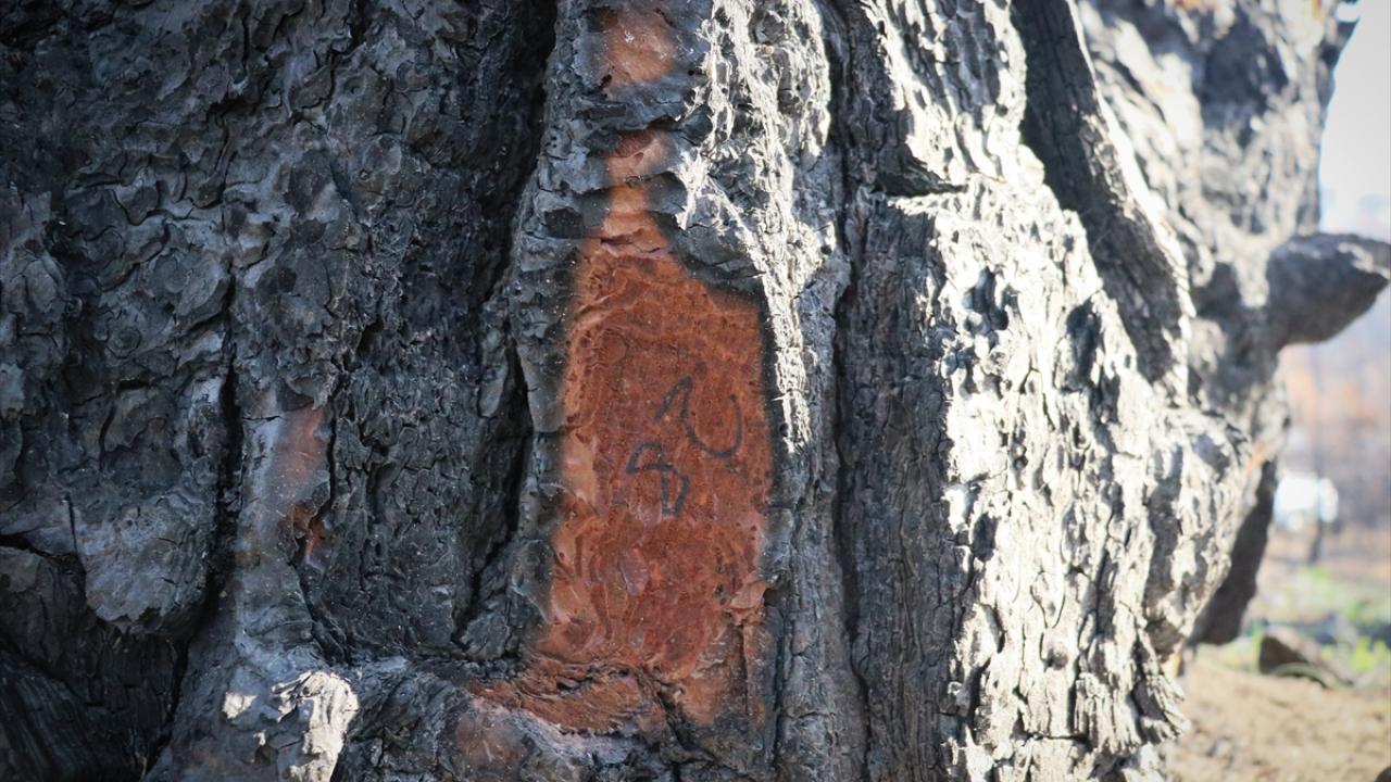 İskenderun`da yanan ormanlarda çalışmak üzere Adana`dan gelen evli ve 3 çocuk annesi İlknur Akdeniz, 30 yıldır tahtacılık yaptığını söyledi.