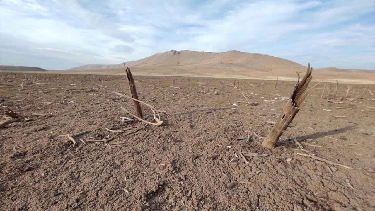 Su seviyesinin düşmesiyle göletteki balıkların telef olması, kuraklığın acı boyutunu gözler önüne seriyor. 