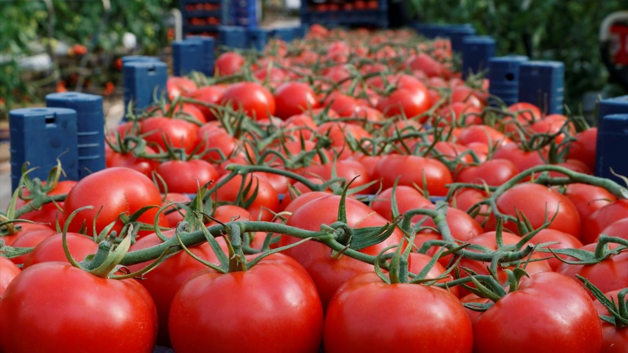 "Pandemiye rağmen üretimden vazgeçmedik"