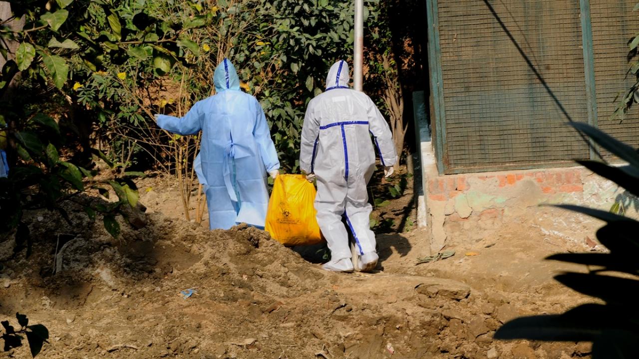 Salgının Delhi, Maharaştra, Kerala, Rajasthan, Madhya Pradeş, Himaçal Pradeş, Haryana, Gucerat ve Uttar Pradeş eyaletlerinde görüldüğü kaydedildi.