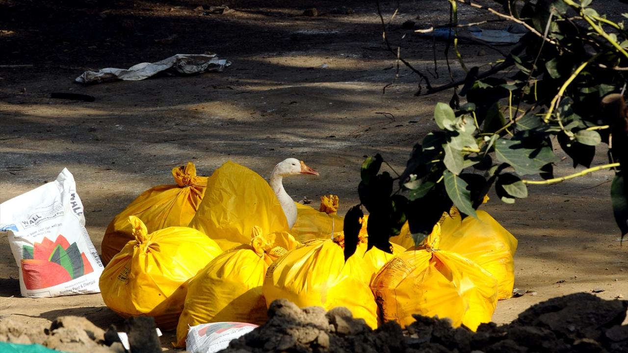 Hindistan`ın 5 eyaletinde H5N8 vakalarının görülmesinin ardından virüsün yayılmasının önüne geçmek için çok sayıda yabani kaz, karga ve ördeğin yanı sıra on binlerce kümes hayvanı itlaf edilmişti.