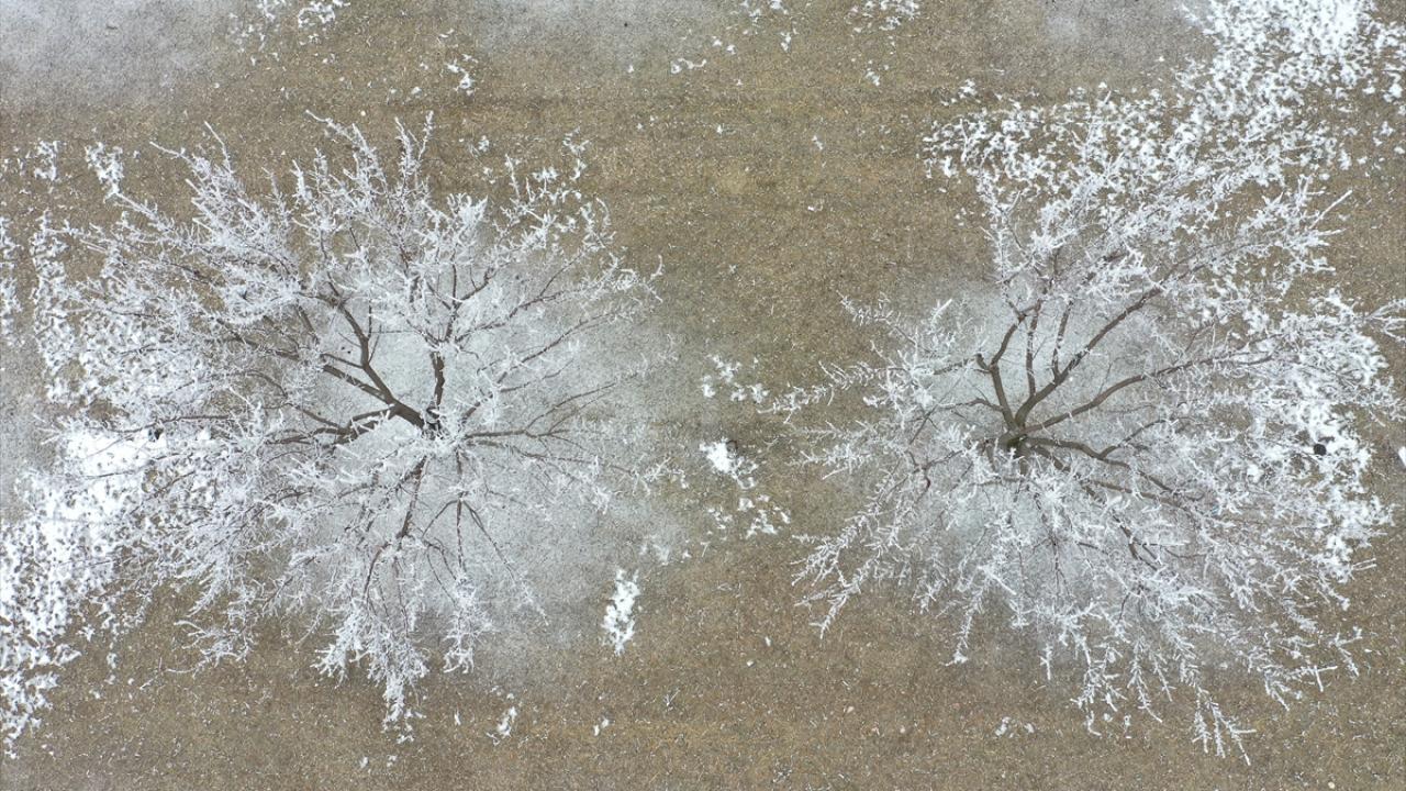 Iğdır`da kent merkezi ve köylerde etkili olan sis ve kırağı, kayısı bahçelerini beyaza bürüdü.