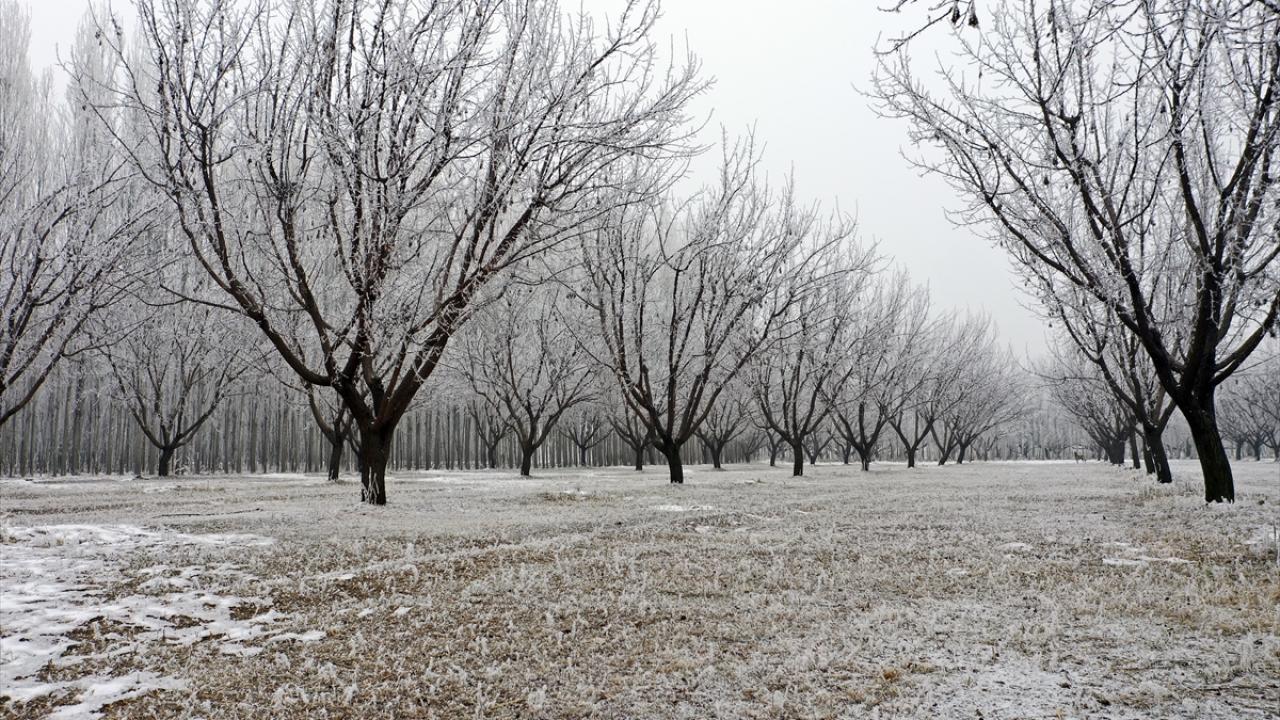 Özellikle yıllık yaklaşık 45 bin ton kayısı üretiminin gerçekleştiği bahçeleri kaplayan kırağı, görülmeye değer görüntüler sundu.