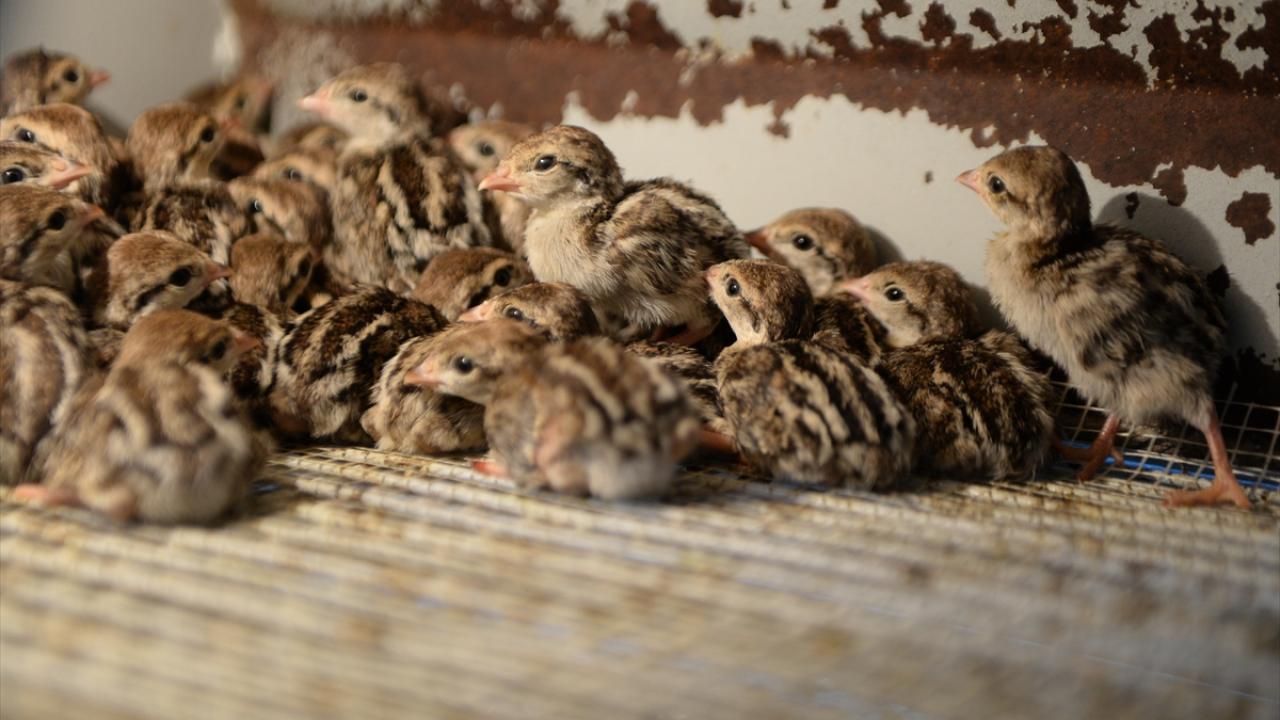 Doğal dengenin yeniden tesisi, sürdürülebilir yaban hayatı faaliyetlerinin sağlanması ve azalan keklik neslinin artırılması için 2002`de faaliyete başlayan Kapıçam Kınalı Keklik Üretim Merkezi`nde bu yıl kapasitenin üstünde üretim gerçekleştirildi.