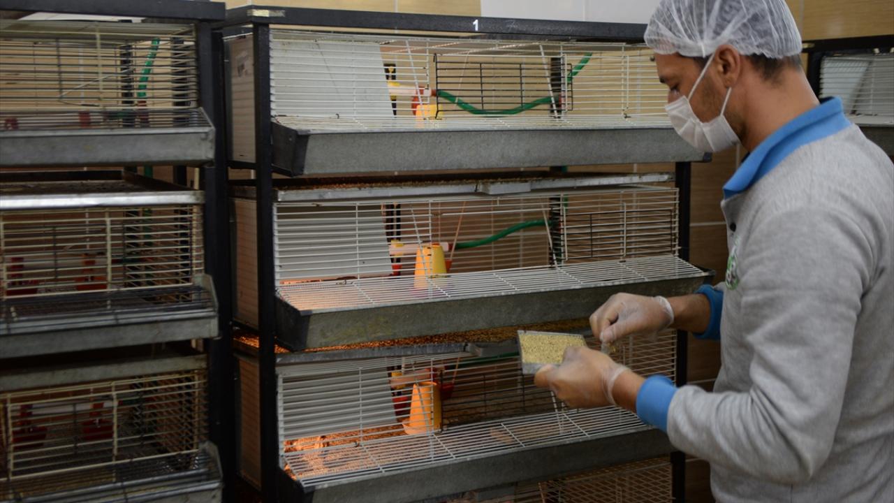 Geçen yıla kadar 12 bin olan kapasite 2020 yılı itibariyle 15 bine yükseldi.