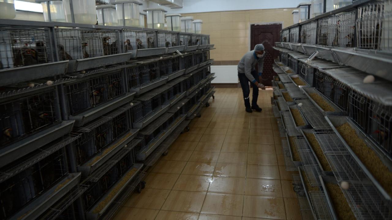 Büyük özenle beslenen keklikler, doğaya bırakılmak üzere Burdur, Antalya, Çanakkale, Mersin, İzmir, Muğla, Balıkesir, Konya, Karaman, Denizli başta olmak üzere Türkiye`nin birçok kentine gönderildi.