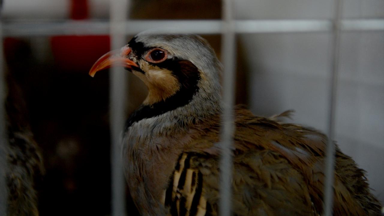 Merkezin bu yıl da 15 bin üretim hedeflediği öğrenildi.