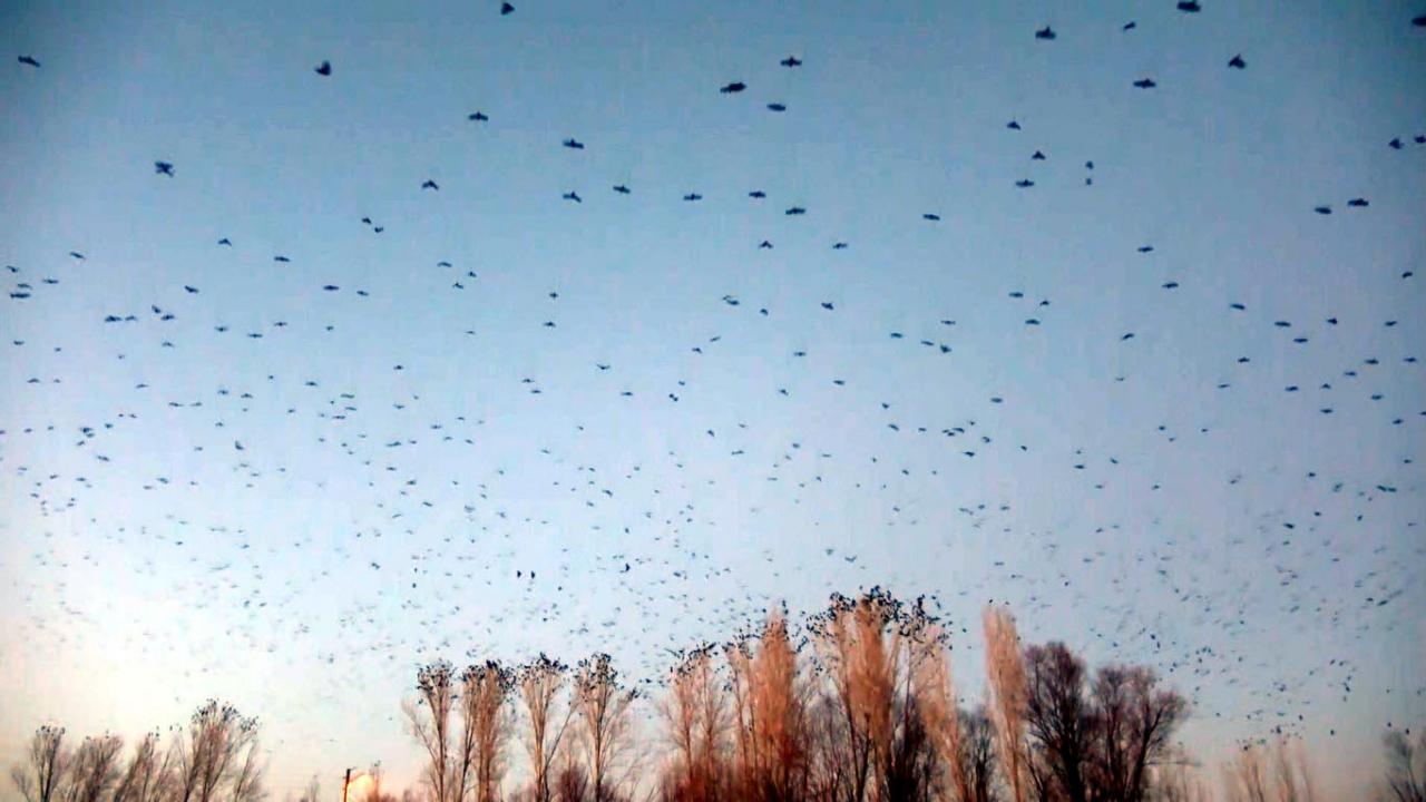 Güneşin ufukta kaybolduğu anlarda ortaya çıkan yüzlerce karganın birlikte uçtuğu anlar, ilginç görüntüler oluşturdu. 