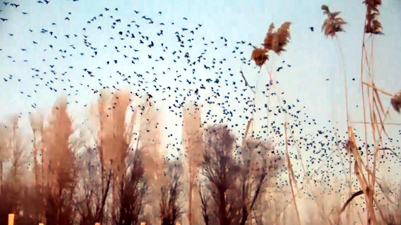 Mahallede yaşayanlar karga istilasından hem çıkardıkları ses hem de lazın ekinlerinin zarar görme ihtimali nedeniyle endişelendiklerini belirtti.