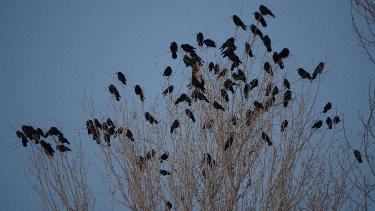 Erciş ilçe merkezine 10 kilometre uzaklıkta bulunan ve çevresine göre ağaçlık alanı daha fazla olan Kasımbağı Mahallesi`nde yaşayanlar, son zamanlarda kargalar nedeniyle endişeli. 