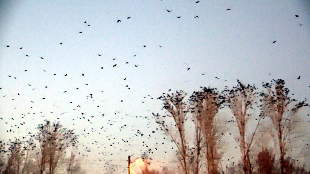 Mahalleli, kargaların yoğun görüntüsünden de çıkardıkları seslerden de büyük rahatsızlık yaşıyor.
