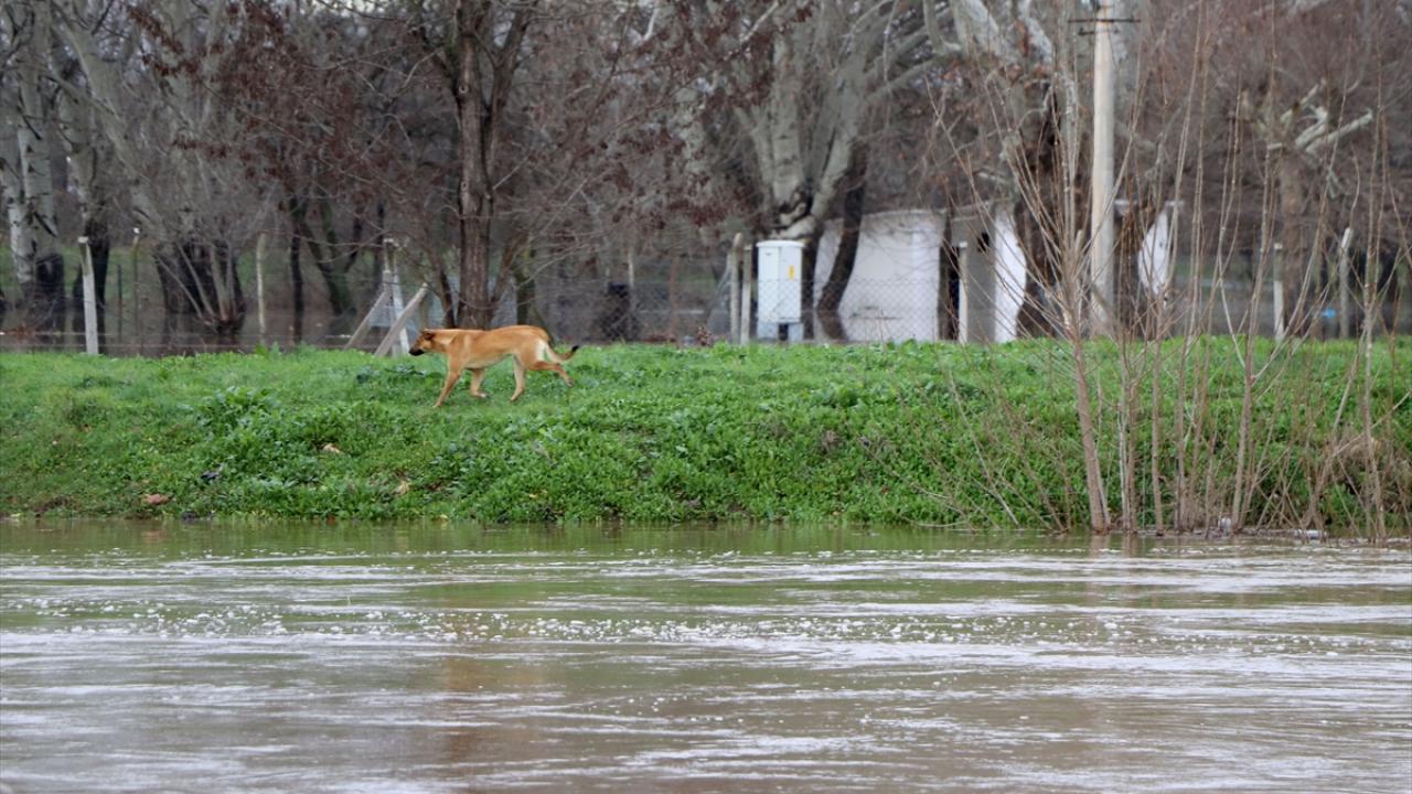 Sağanak nedeniyle Sarayiçi mevkisinde Tunca Nehri`nin taşması sonucu, Tavuk Ormanı bölgesinde yaşayan  sokak hayvanları mahsur kaldı.