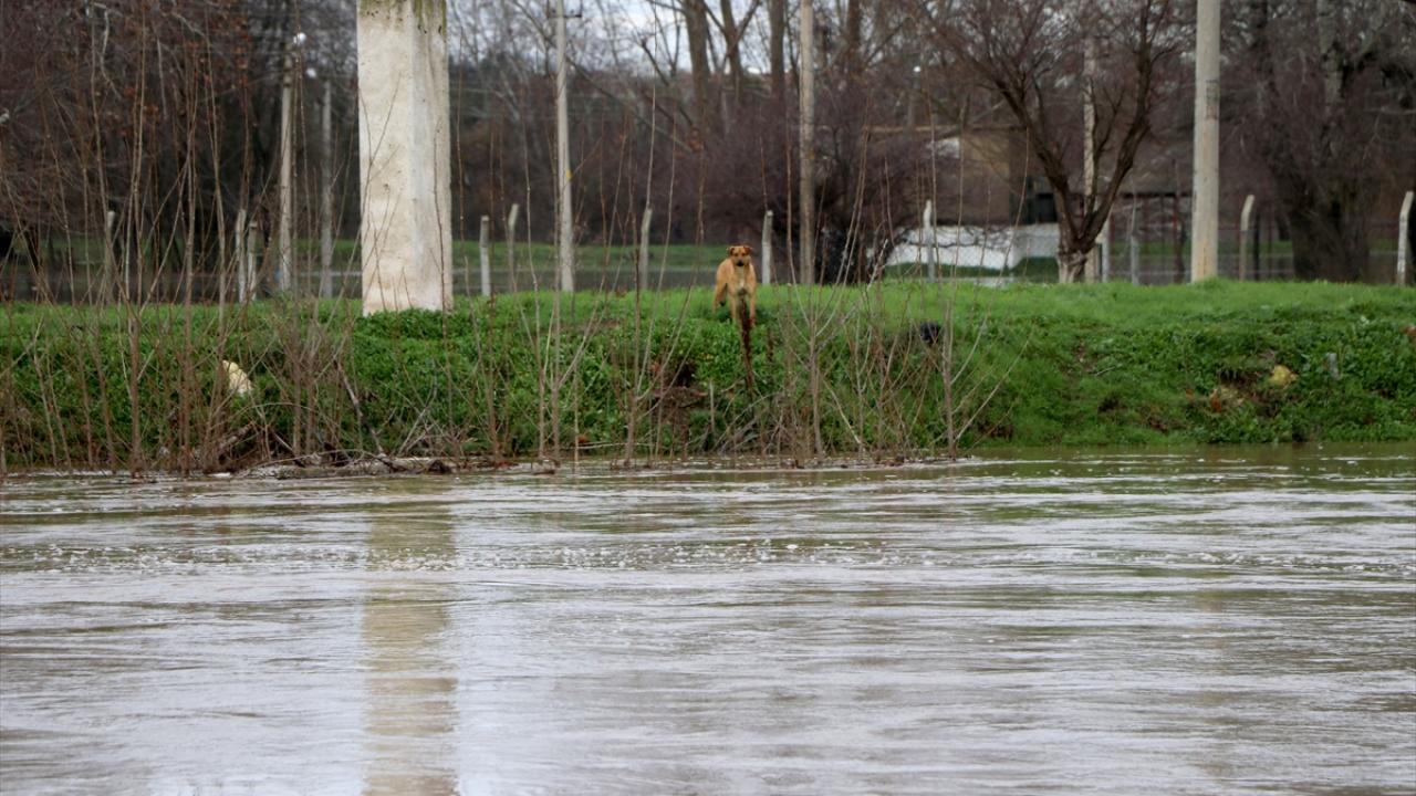 AFAD Edirne İl Müdürlüğü ekipleri, adaya botlarla ulaşarak mahsur kalan sokak hayvanlarına yem bıraktı.