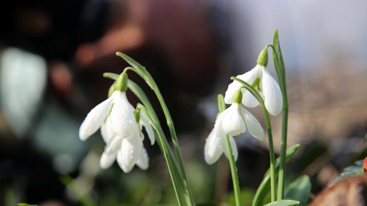 Kastamonu`nun Şenpazar ilçesindeki dağlık bölgelerde her yıl mart ayında karlar arasında açan kardelenler, bu sene hava sıcaklıklarının yüksek seyretmesi nedeniyle kara hasret kaldı.  