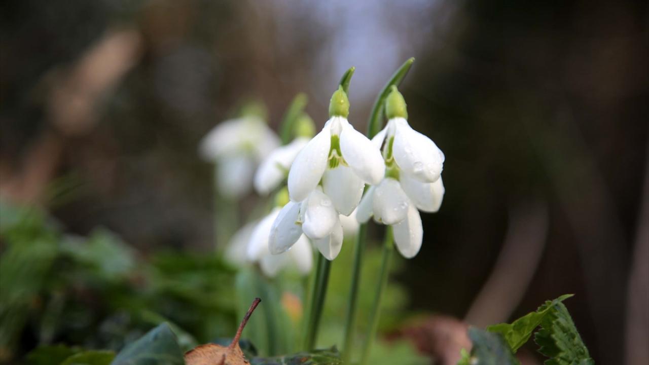 Her yıl mart ayında kardelenlerin kar altındaki fotoğraflarını çekerdik"