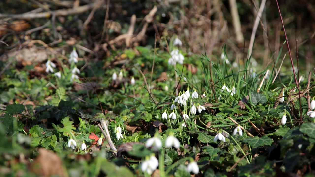 "Topraklarımız susuz, kardelenlerimiz karsız"