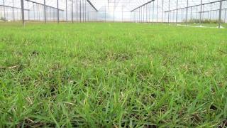 Antalya'da kuraklığa dayanıklı çim yetiştiriliyor