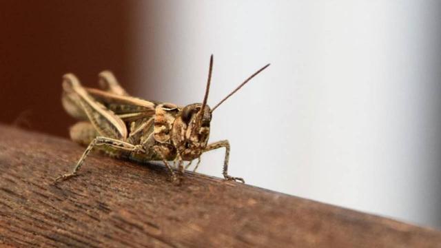 Birleşmiş Milletlerden çekirge istilası uyarısı