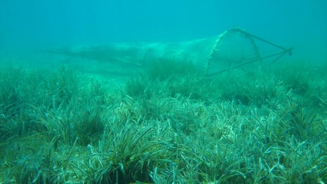 Ayvalıkta deniz çayırlarının korunması için BM destekli proje başlatıldı