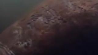 ABD'de denizayısının üzerine 'Trump' yazdılar