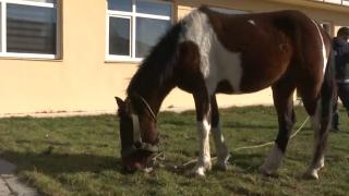 Hayvan barınağının özel misafiri: Düldül