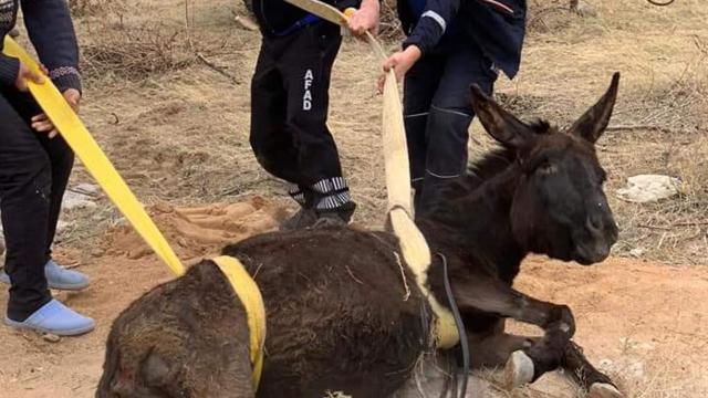 Kuyuya düşen eşeği AFAD ekipleri kurtardı