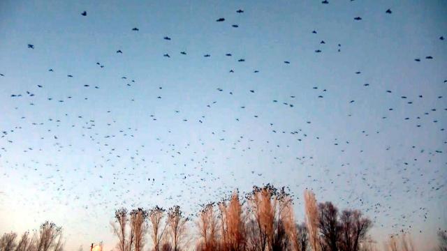 Vanda karga istilası: Geceleri uyuyamıyoruz