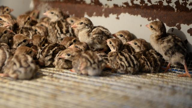 Kahramanmaraşta 15 bin kınalı keklik yetiştirildi
