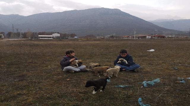 Küçük kardeşler yavru köpeklere sahip çıktı