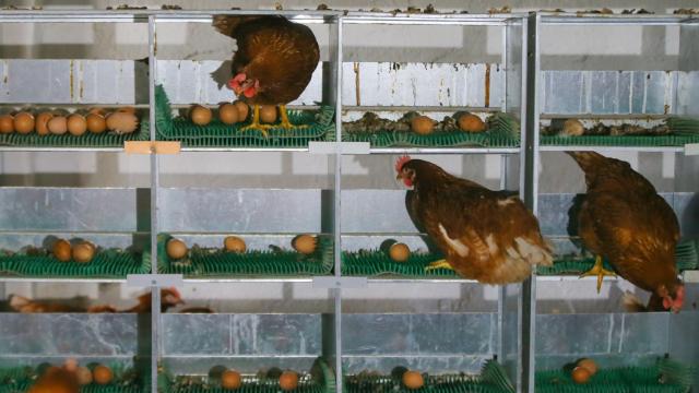 Yumurta üretimi Kasım 2020de yüzde 0,9 azaldı