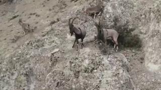 Koronavirüs kısıtlamaları ile doğal hayat canlandı