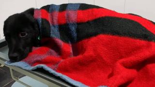 Yaralı köpeği veterinere yetiştirdi