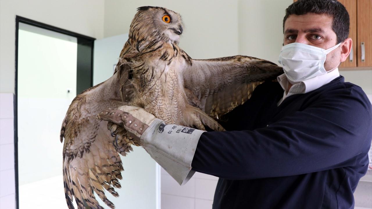 Fırat Üniversitesi Hayvan Hastanesine götürülen baykuşun yapılan kontrolünde sağ kanadında yumuşak doku zedelenmesinden dolayı uçamadığı belirlendi.