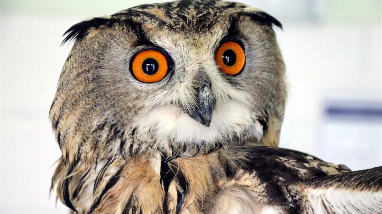 Baykuş, tedavi altına alındı.