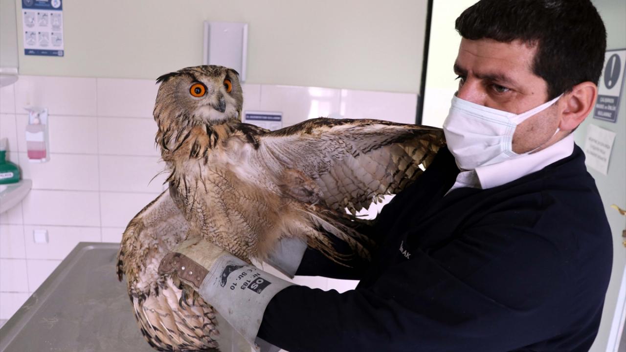 Fırat Üniversitesi Hayvan Hastanesi Başhekimi Mehmet Cengiz Han, Doğa Koruma ve Milli Parklar Şubesiyle yaptıkları protokol gereği yaban hayvanlarının da tedavisini yaptıklarını söyledi.