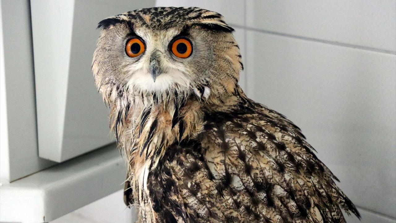 Kovancılar ilçesinde bir vatandaş, yol kenarında bitkin halde bulduğu kulaklı orman baykuşu Doğa Koruma ve Milli Parklar Müdürlüğü Elazığ Şubesine teslim etti. 