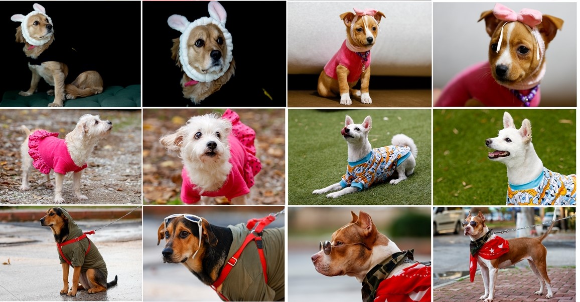 Antalya’da yağmurlu ve soğuk havada kıyafet giydirilen kedi ve köpekler şıklıklarıyla dikkat çekiyor.