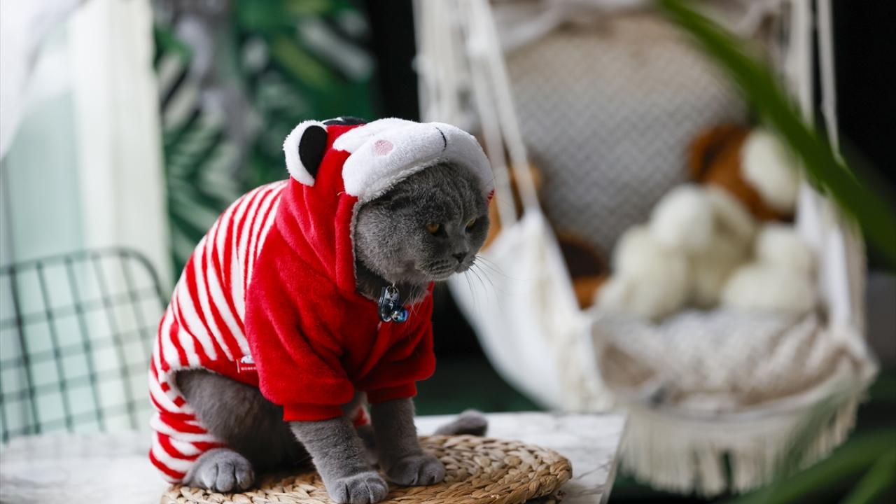 Burçin Özuygur`un Scottish Fold cinsi 2 yaşındaki Minik isimli kedisi kırmızı beyaz kıyafetleriyle soğuktan korunuyor.