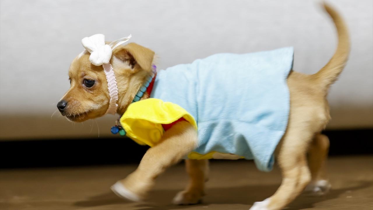 Bahadır Avcı`nın Pinscher cinsi 2 aylık Şans isimli köpeği mavi-sarı kıyafetleriyle soğuktan korunuyor.