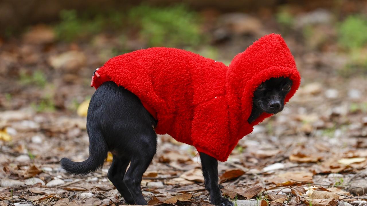 Emel Özgür`ün 1 yaşındaki Lola isimli chihuahua cinsi köpeği kırmızı kapüşonlu kıyafetiyle soğuktan korunuyor.