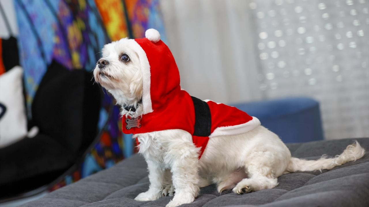 Burçin Özuygur`un Maltese Terrier cinsi 10 yaşındaki Taci isimli köpeği kırmızı beyaz kıyafetiyle soğuktan korunuyor.