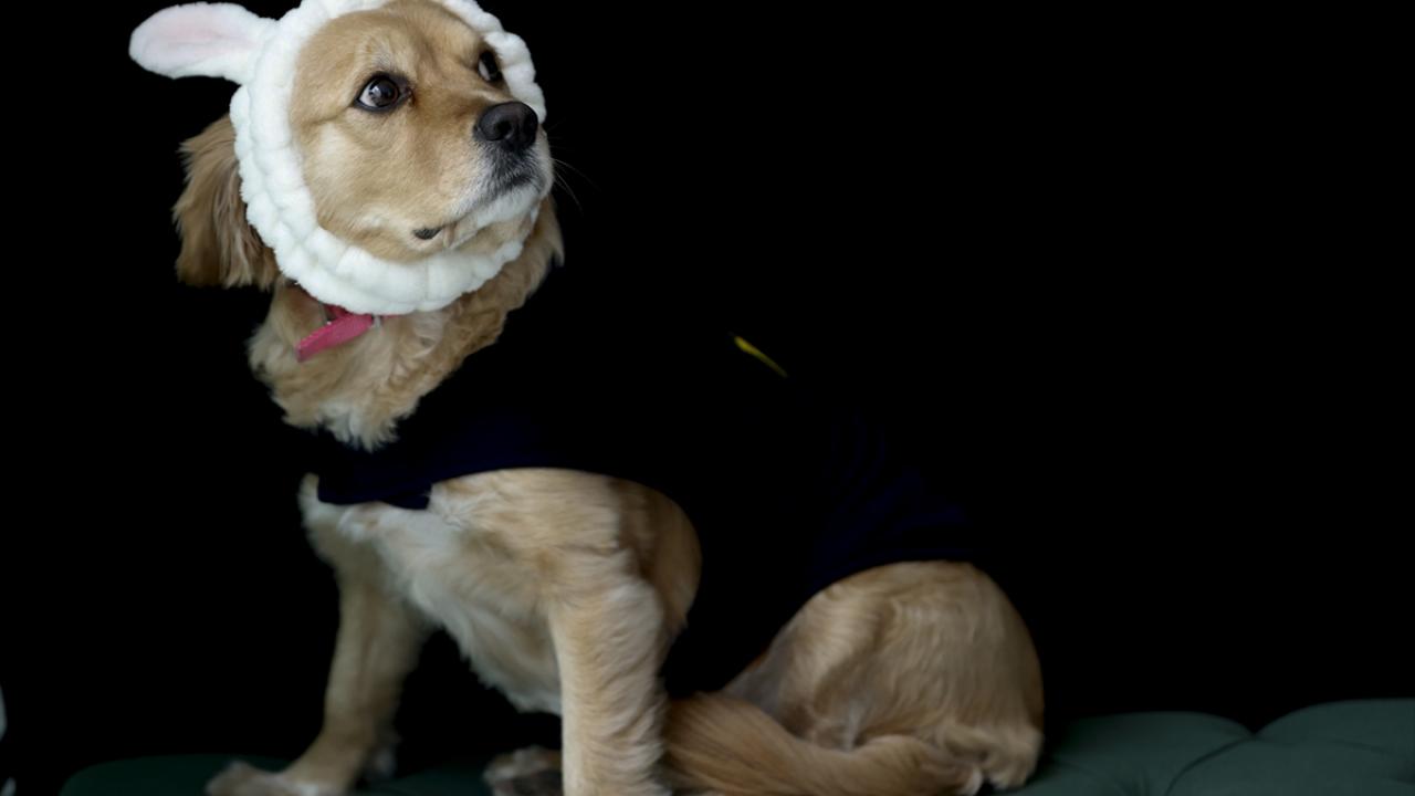 Oğul Can Doyran`ın 4 yaşındaki Masha isimli köpeği siyah kıyafeti ve beyaz boyunluğuyla soğuktan korunuyor.